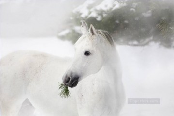  blanco - retrato de caballo blanco sobre la nieve realista de la foto